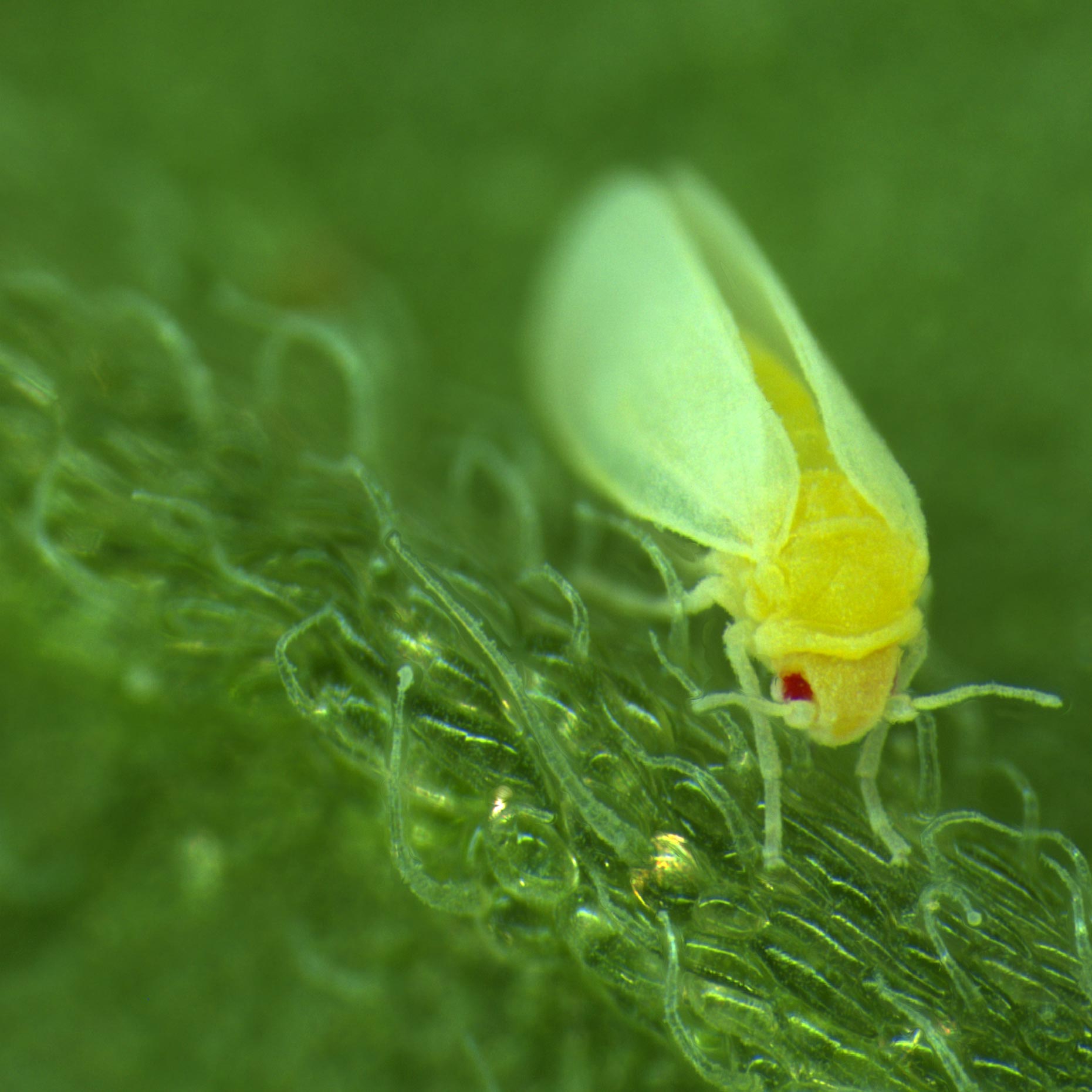 蚜虫样昆虫捕获来自植物的dna 基因将它们屏蔽叶毒素 欧洲杯法国葡萄牙亚盘