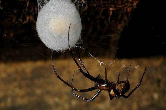 欧洲洞穴蜘蛛生产的蛛丝具有极强的延展性 欧洲杯法国葡萄牙亚盘